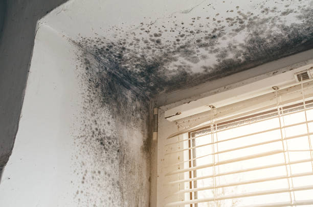 Affordable Mold Cleanup solutions in Livermore, CO